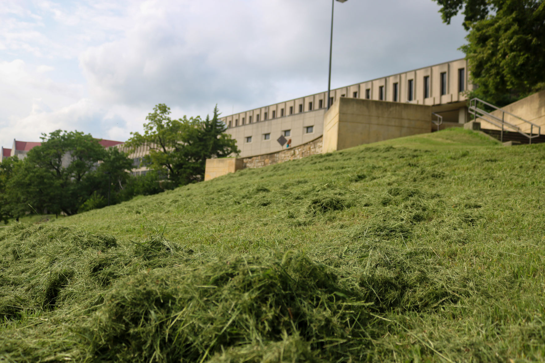 Lotsa Grass